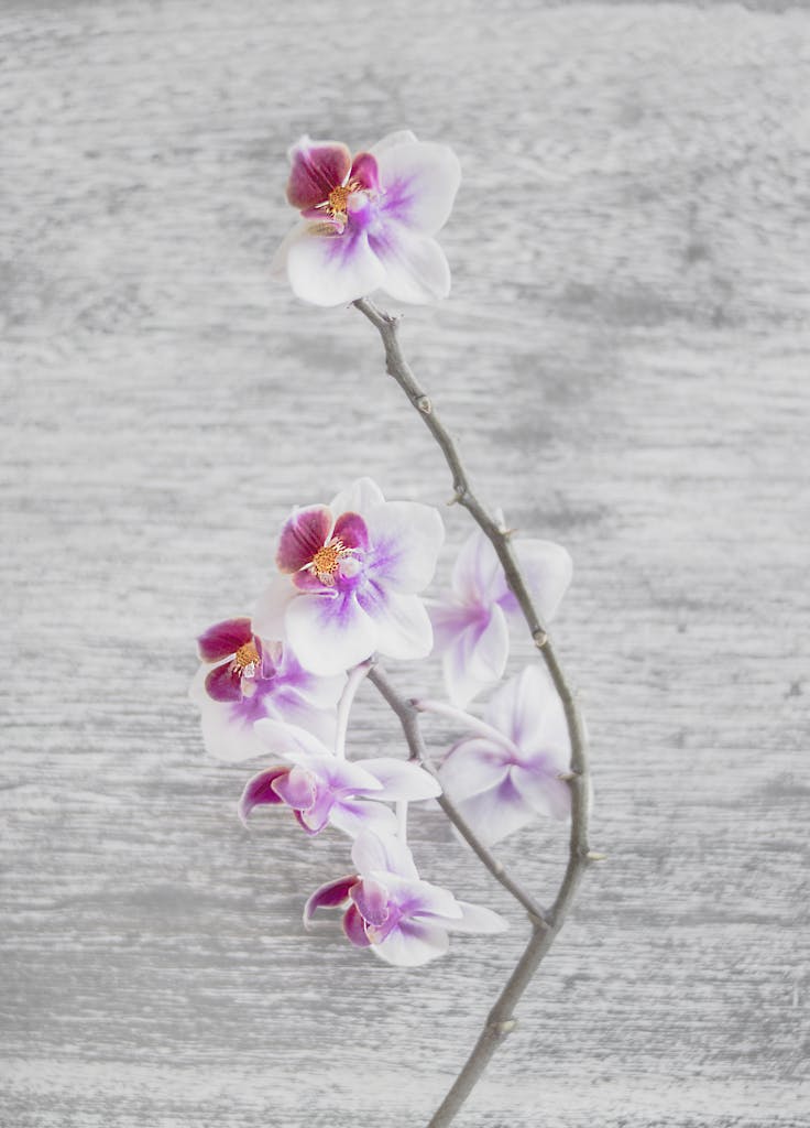 Close Up Photo of White and Pink Moth Orchid Flowers